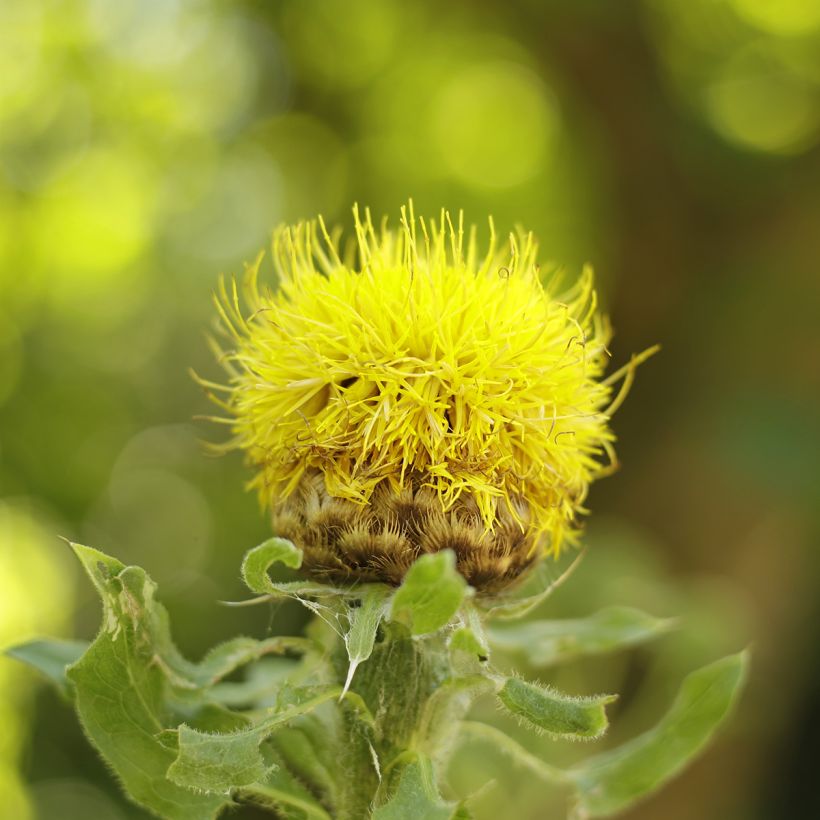 Keltakaunokki - Centaurea macrocephala (Kukinta)