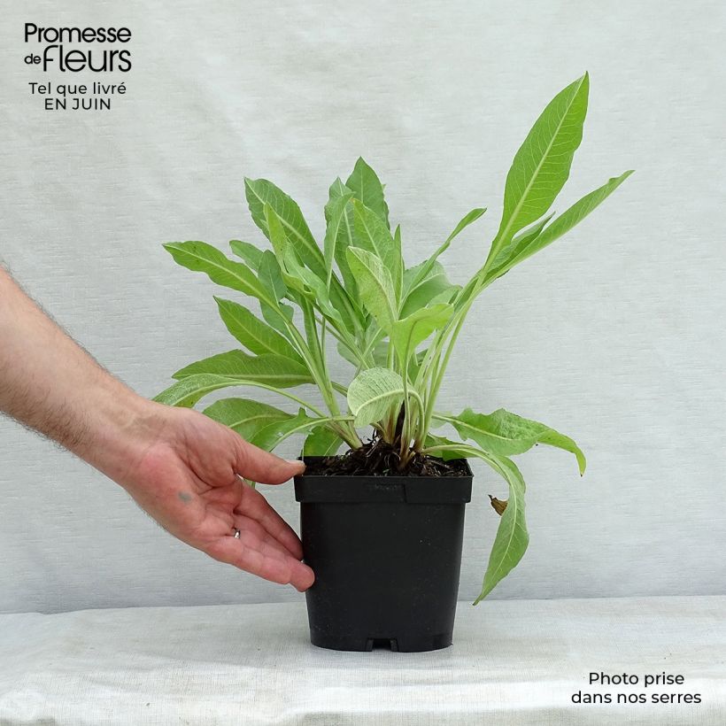 Esimerkki kesällä toimitetusta Keltakaunokki - Centaurea macrocephala Ruukku 2L / 3L-taimesta