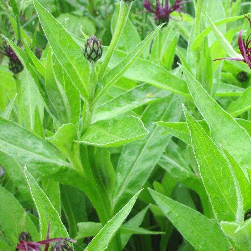 Vuorikaunokki Jordy (Foliage)