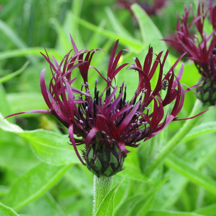 Vuorikaunokki Jordy (Flowering)