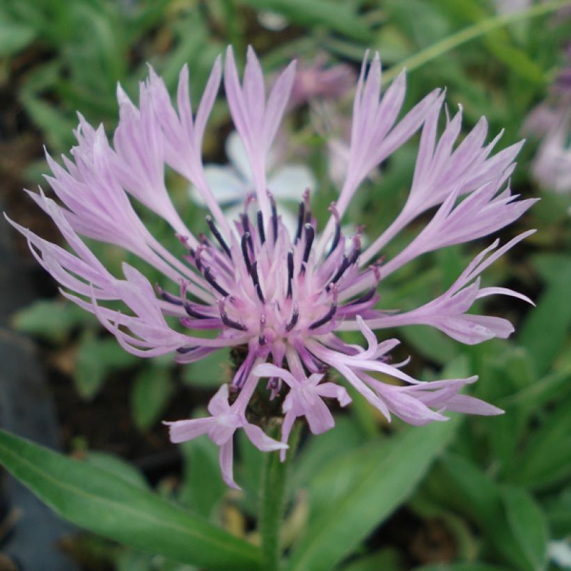 Vuorikaunokki Carnea (Kukinta)