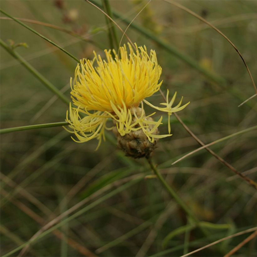 Idänkaunokki - Centaurea orientalis (Kukinta)