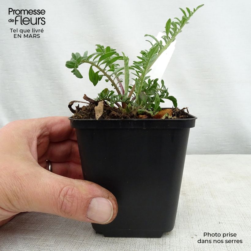 Esimerkki keväällä toimitetusta Idänkaunokki - Centaurea orientalis Godet de 8/9 cm-taimesta