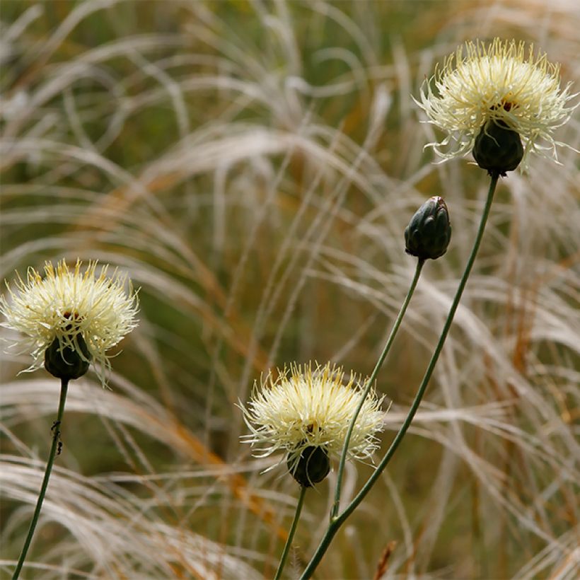 Ternikaunokki - Centaurea ruthenica (Kukinta)