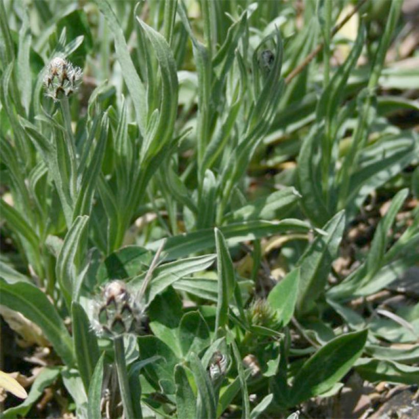 Kaunoki ssp. stricta (Lehvistö)