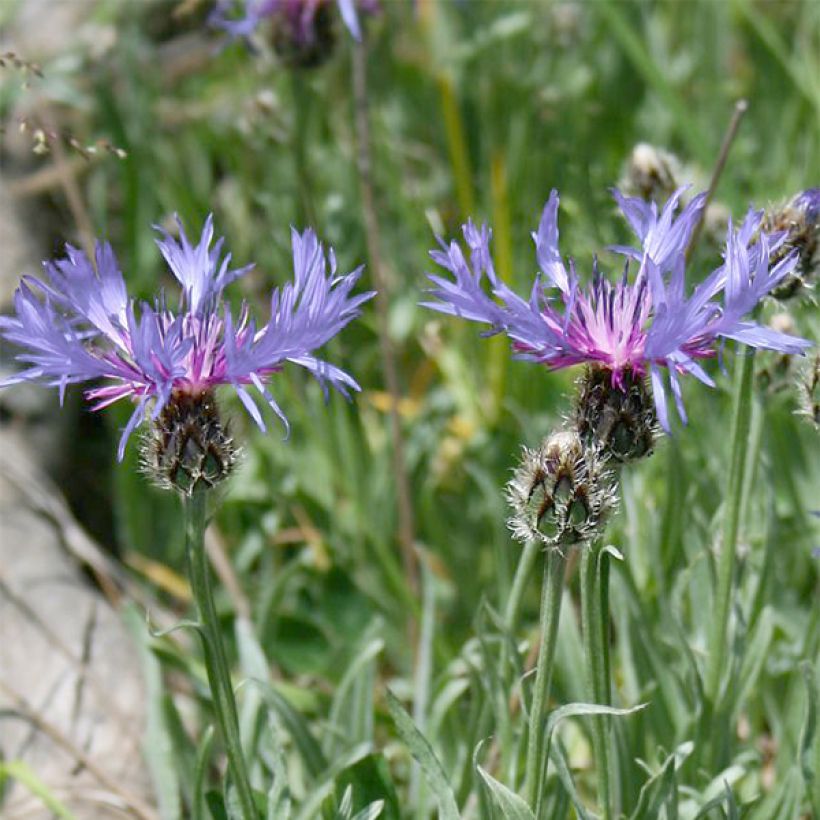 Kaunoki ssp. stricta (Kukinta)