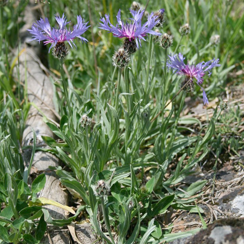 Kaunoki ssp. stricta (Kasvutapa)