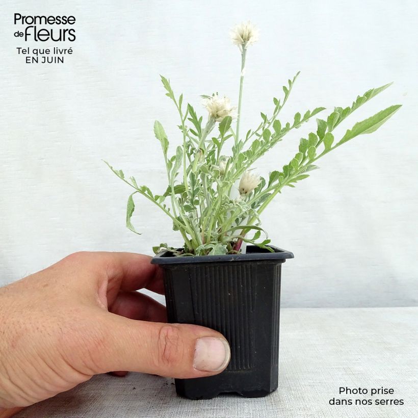 Esimerkki kesällä toimitetusta Jalokaunokki - Centaurea pulcherrima Godet de 8/9 cm-taimesta