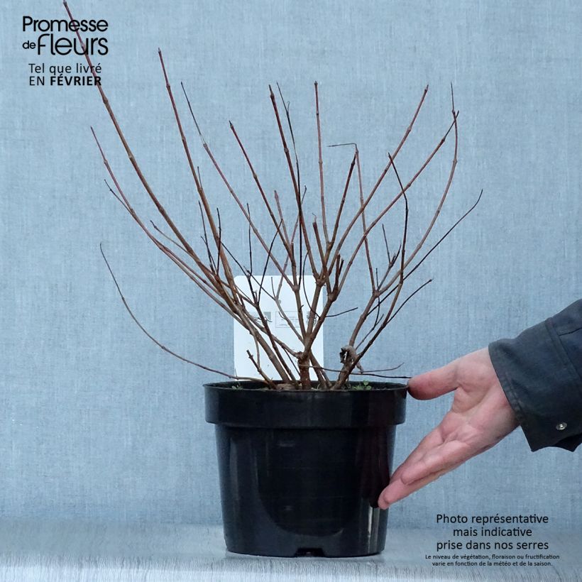 Esimerkki talvella toimitetusta Cephalanthus occidentalis - Bois-bouton Pot de 7,5L/10L-taimesta