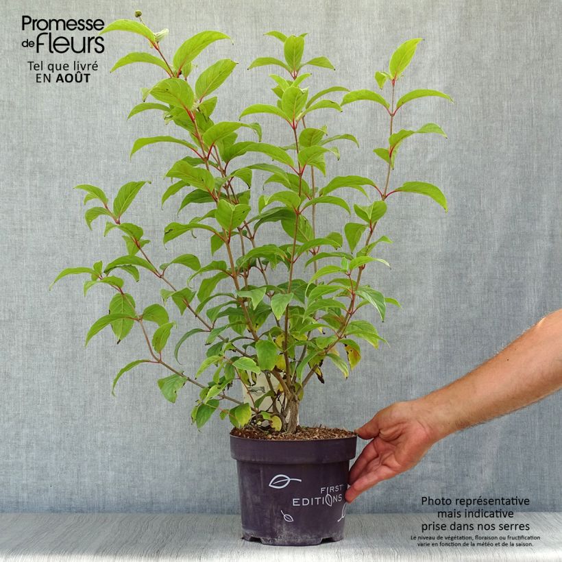 Esimerkki kesällä toimitetusta Nappipensas Fiber Optics Pot de 3L/4L-taimesta