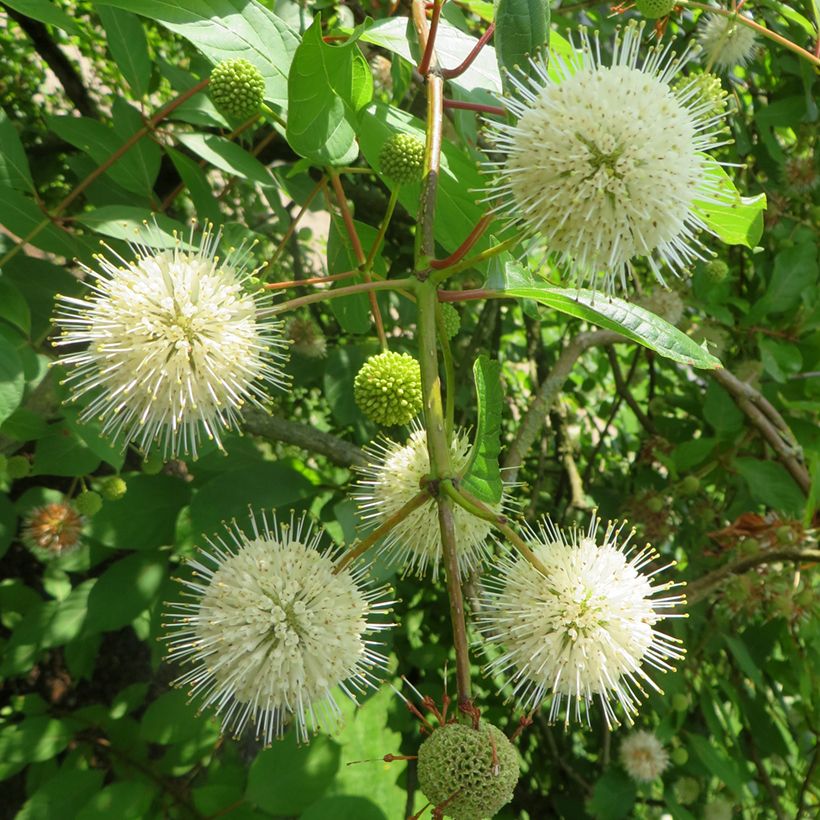 Nappipensas Moonlight Fantasy (Kukinta)