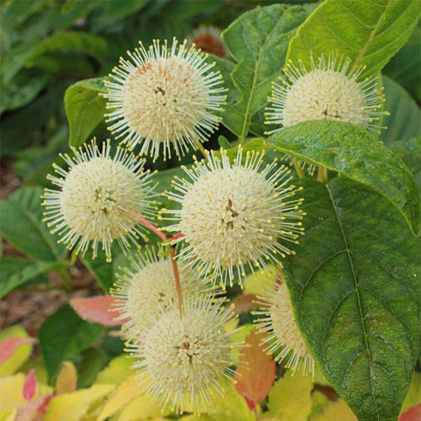 Nappipensas Sugar Shack (Kukinta)