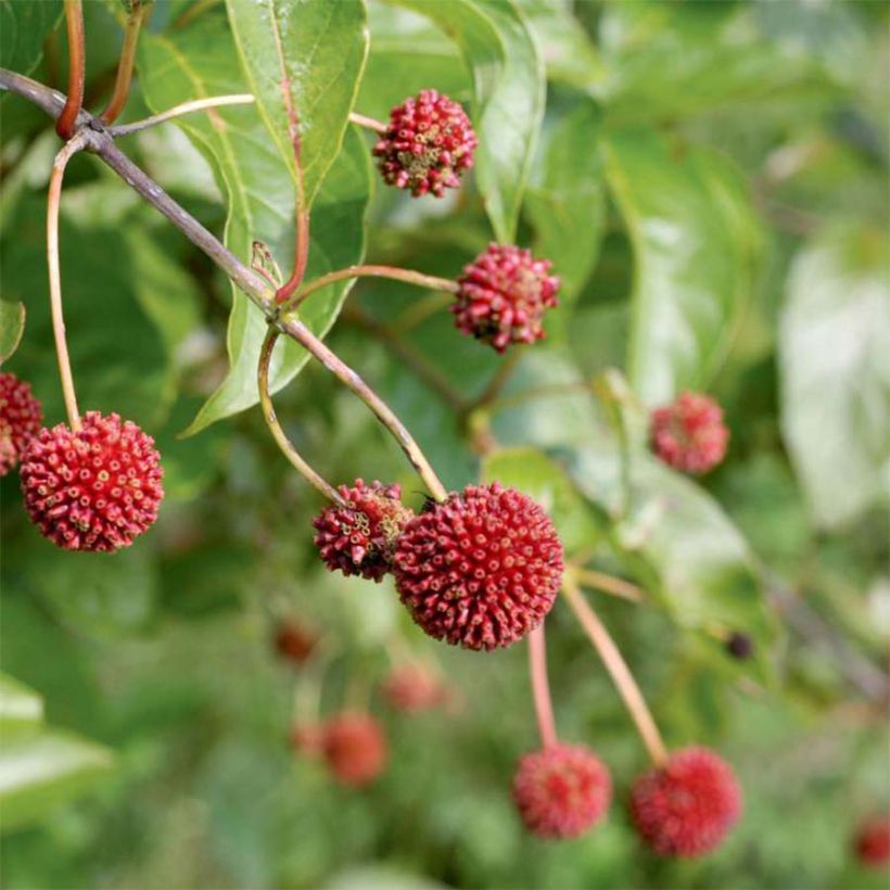 Nappipensas Sugar Shack (Sadonkorjuu)