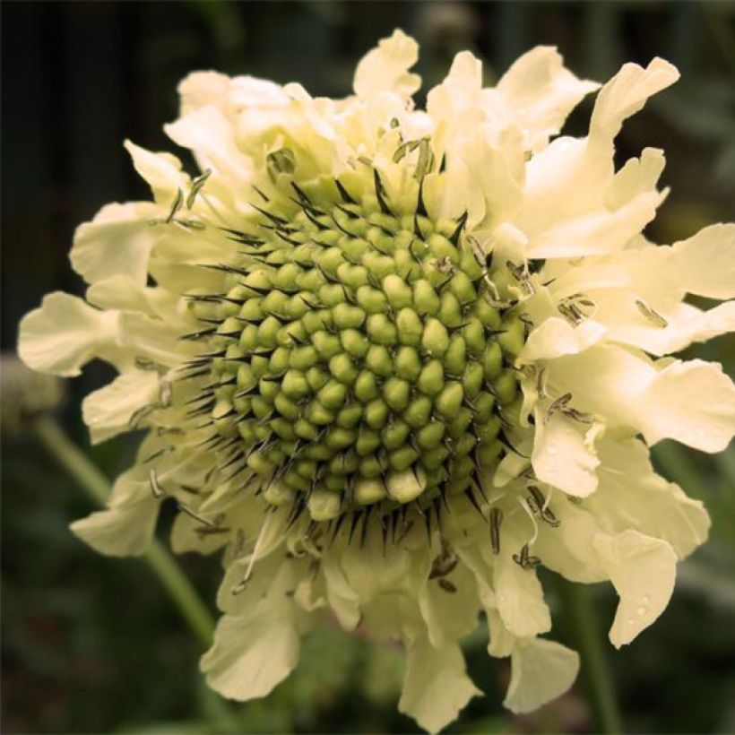Alppikirahvinkukka - Cephalaria alpina (Kukinta)