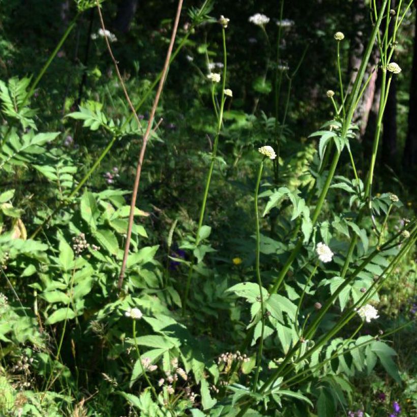 Kaukasiankirahvinkukka - Cephalaria gigantea (Lehvistö)