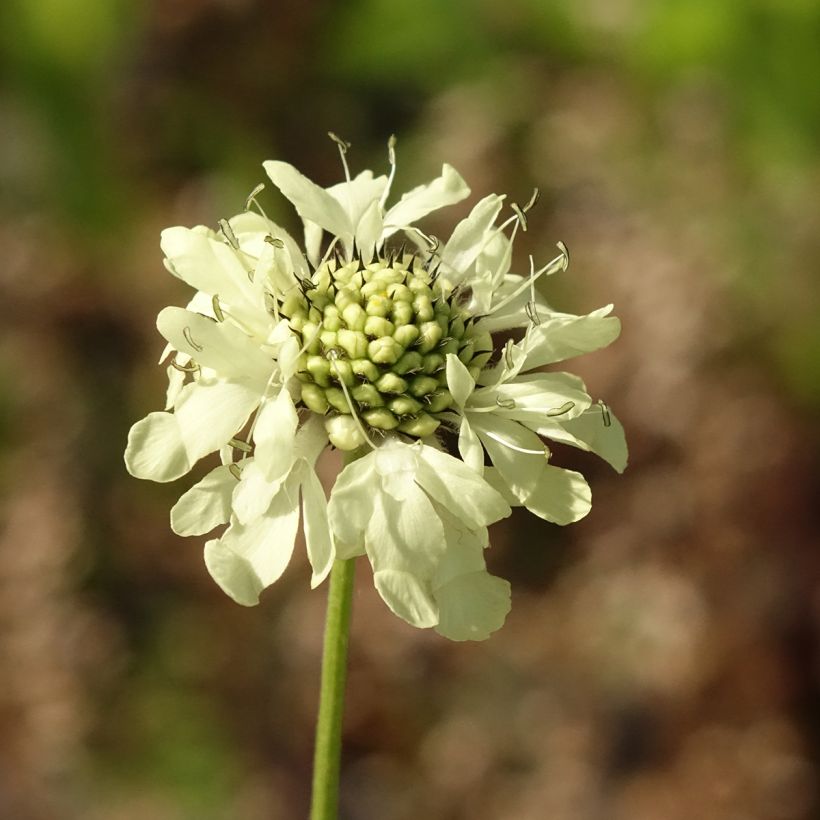 Kaukasiankirahvinkukka - Cephalaria gigantea (Kukinta)