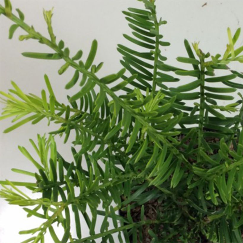 Kiinanrypälekuusi Prostrata (Lehvistö)
