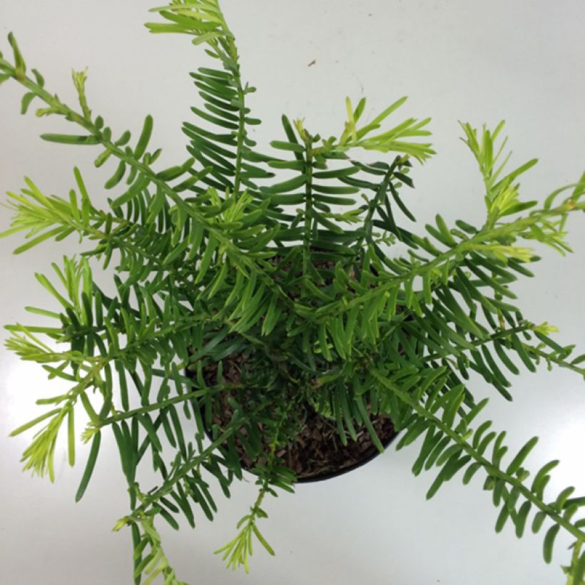 Kiinanrypälekuusi Prostrata (Kasvutapa)