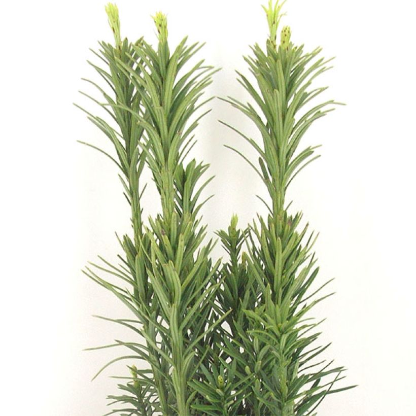 Rypälekuusi Fastigiata (Lehvistö)