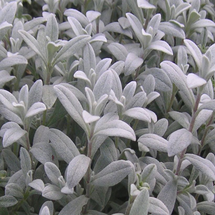 Nukkahärkki - Cerastium biebersteinii (Lehvistö)