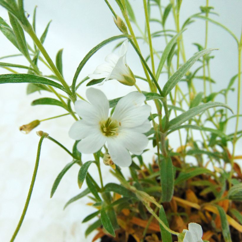 Nukkahärkki - Cerastium biebersteinii (Kukinta)
