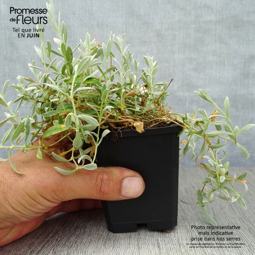 Esimerkki kesällä toimitetusta Nukkahärkki - Cerastium biebersteinii Taimiruukku 8/9 cm-taimesta