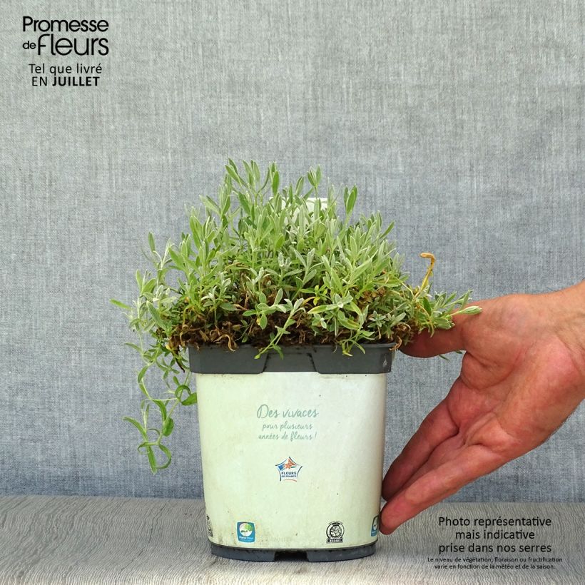 Esimerkki kesällä toimitetusta Hopeahärkki Yo Yo Pot de 2L/3L-taimesta