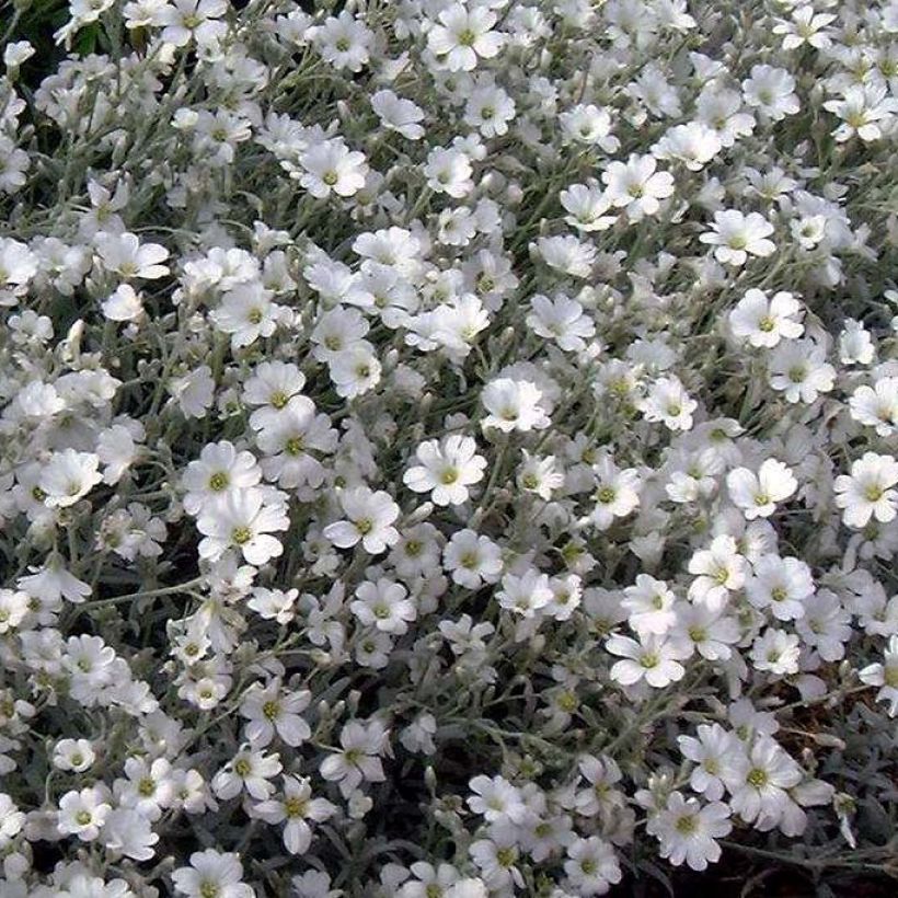 Hopeahärkki var columnae (Kukinta)