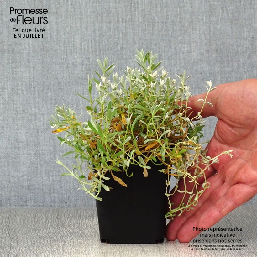 Esimerkki kesällä toimitetusta Hopeahärkki var columnae Godet de 8/9 cm-taimesta