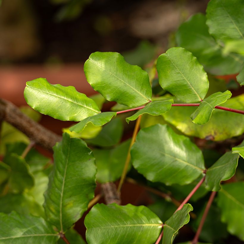 Johanneksenleipäpuu (siemenet) - Ceratonia siliqua (Lehvistö)