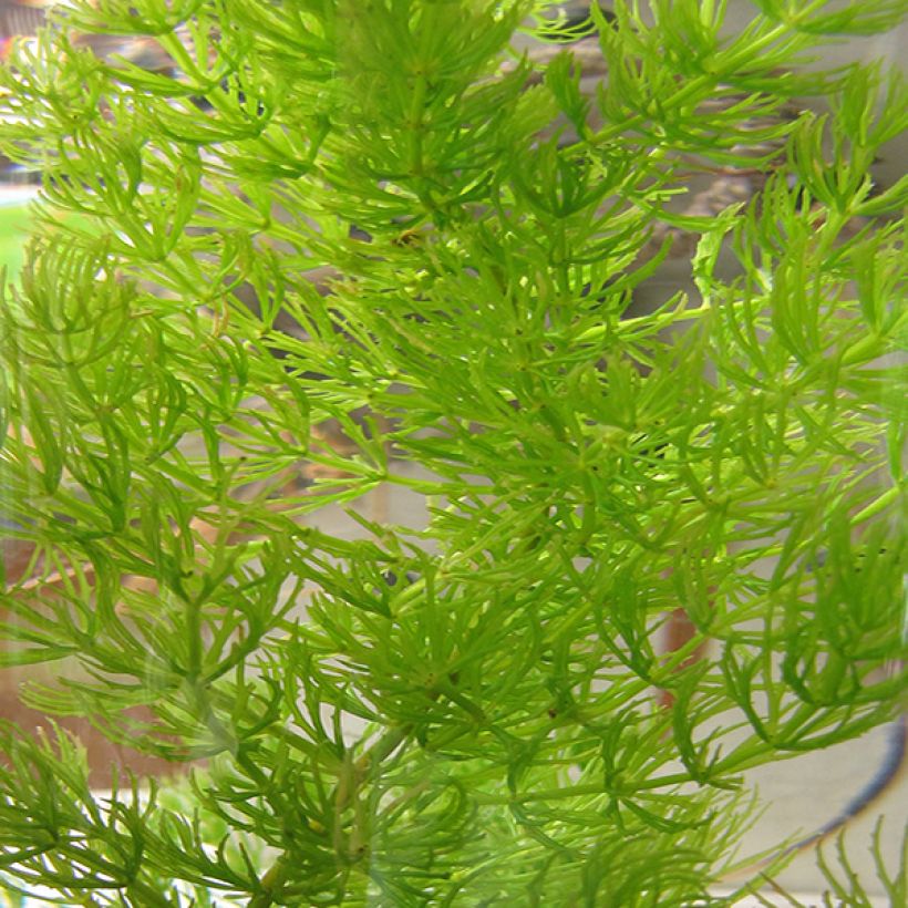 Tankeakarvalehti - Ceratophyllum demersum (Lehvistö)