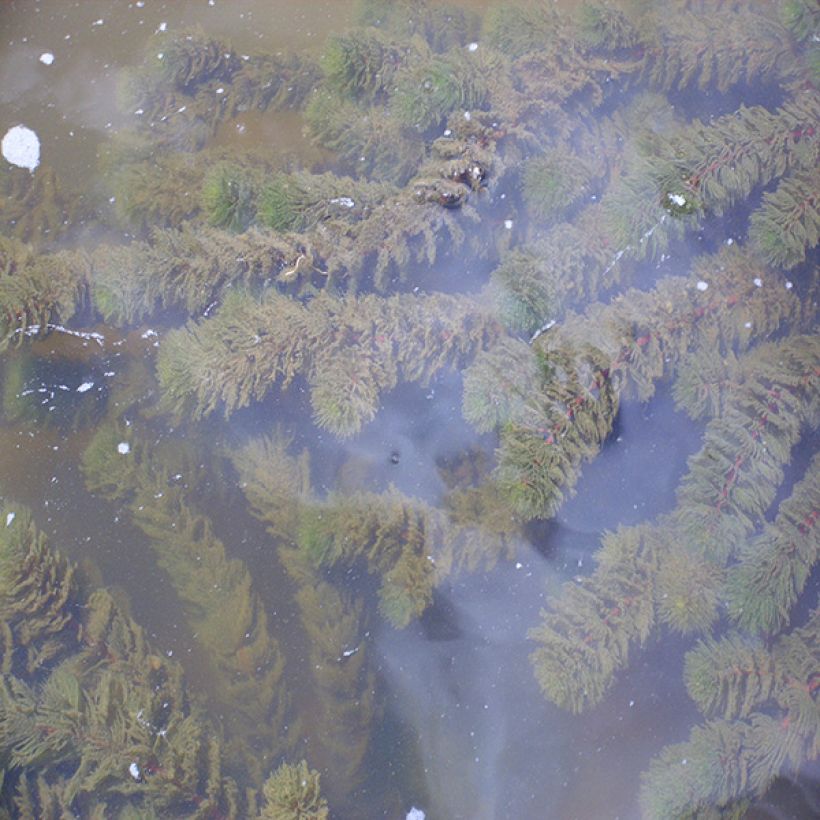 Tankeakarvalehti - Ceratophyllum demersum (Kasvutapa)