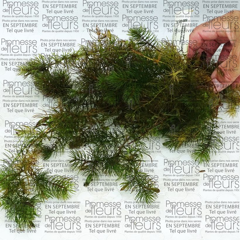 Esimerkki toimitetusta Tankeakarvalehti - Ceratophyllum demersum Boîte-taimesta
