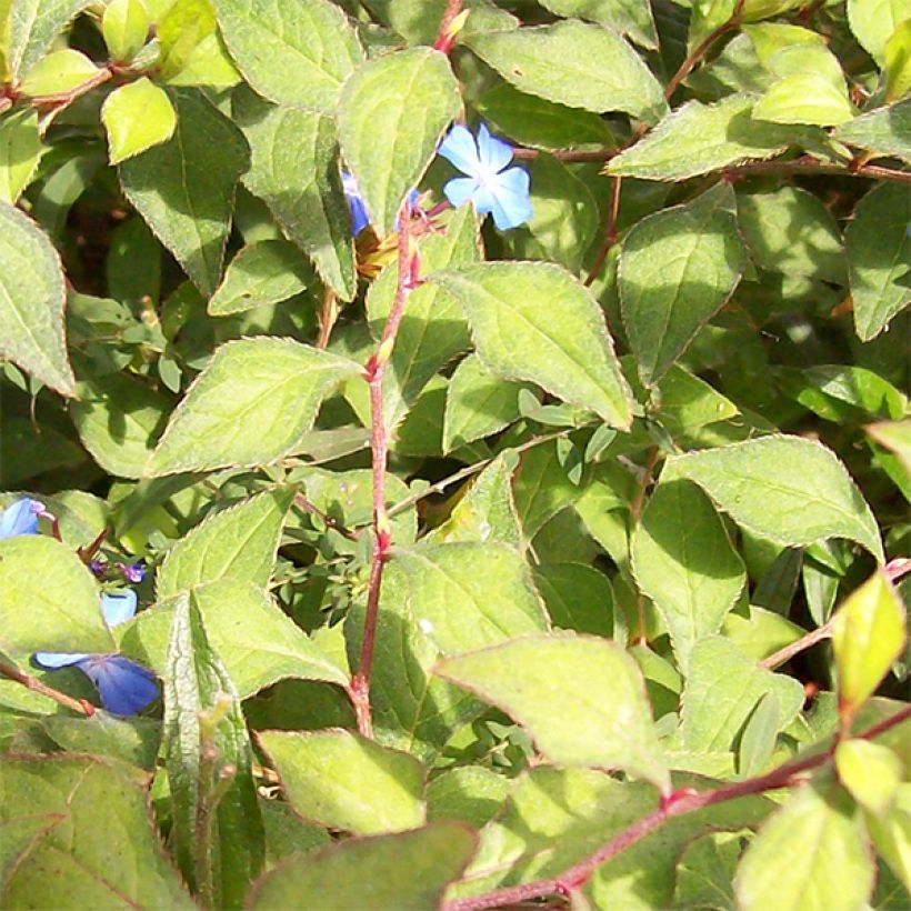 Siniko - Ceratostigma griffithii (Lehvistö)