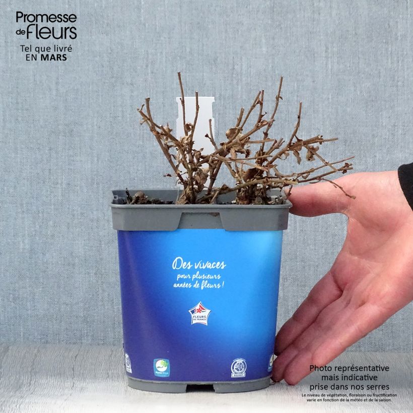 Esimerkki keväällä toimitetusta Siniko - Ceratostigma griffithii Pot de 2L/3L-taimesta