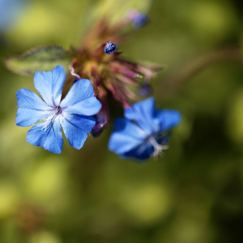 Siniko - Ceratostigma griffithii (Kukinta)