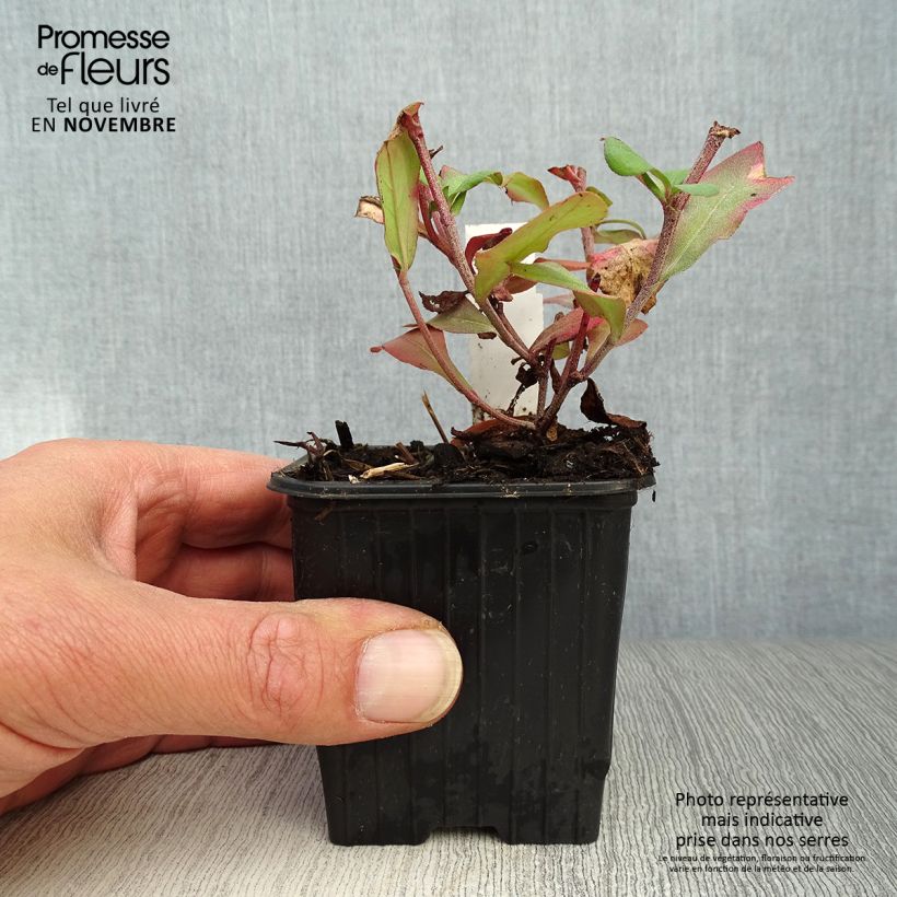 Esimerkki syksyllä toimitetusta Kalliosinikko - Ceratostigma plumbaginoides 8/9 cm taimiruukku-taimesta