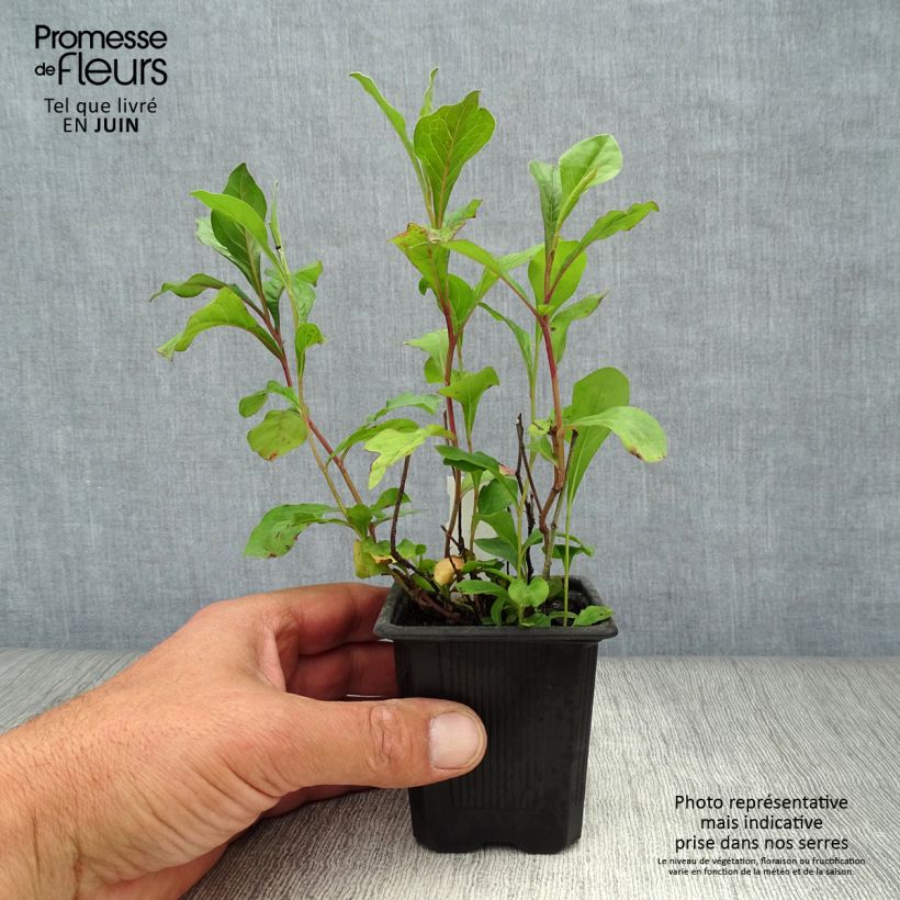 Esimerkki kesällä toimitetusta Kalliosinikko - Ceratostigma plumbaginoides Taimiruukku 8/9 cm-taimesta