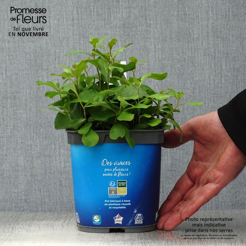 Esimerkki syksyllä toimitetusta Kalliosinikko - Ceratostigma plumbaginoides 2 litran/3 litran ruukku-taimesta