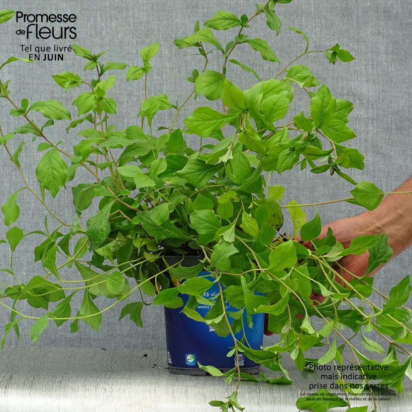 Esimerkki kesällä toimitetusta Kalliosinikko - Ceratostigma plumbaginoides Ruukku 2L / 3L-taimesta