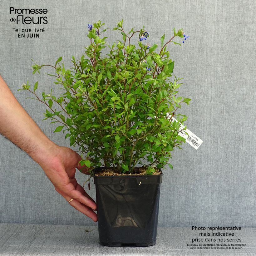 Esimerkki kesällä toimitetusta Laaksosinikko Forest Blue Pot de 2L/3L-taimesta