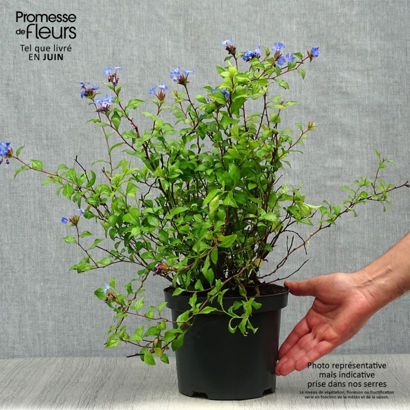 Esimerkki kesällä toimitetusta Laaksosinikko - Ceratostigma willmottianum Pot de 2L/3L-taimesta