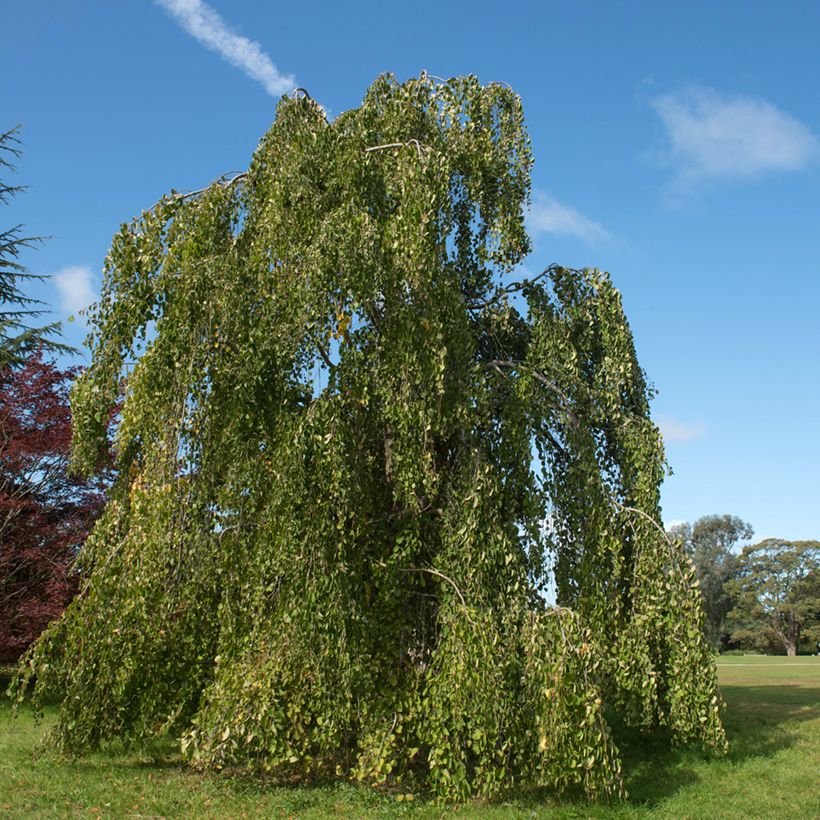 Katsura Pendulum (Kasvutapa)