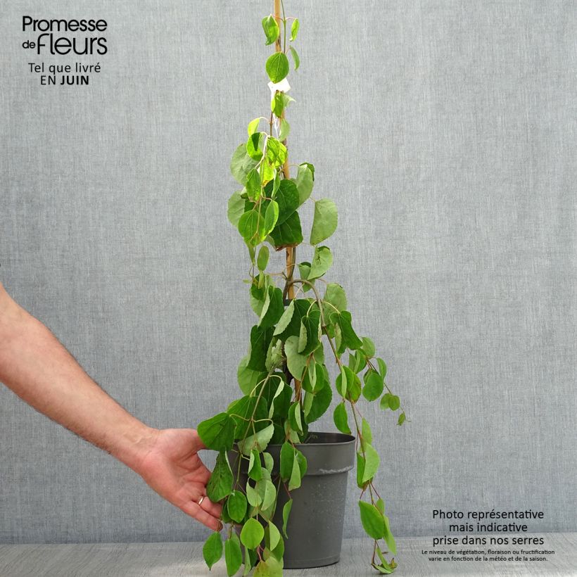 Esimerkki keväällä toimitetusta Katsura Pendulum Ruukku 4L / 5L-taimesta