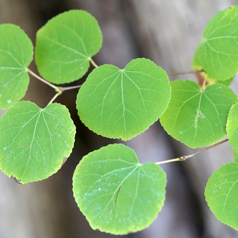 Katsura (siemenet) - Cercidiphyllum japonicum (Lehvistö)