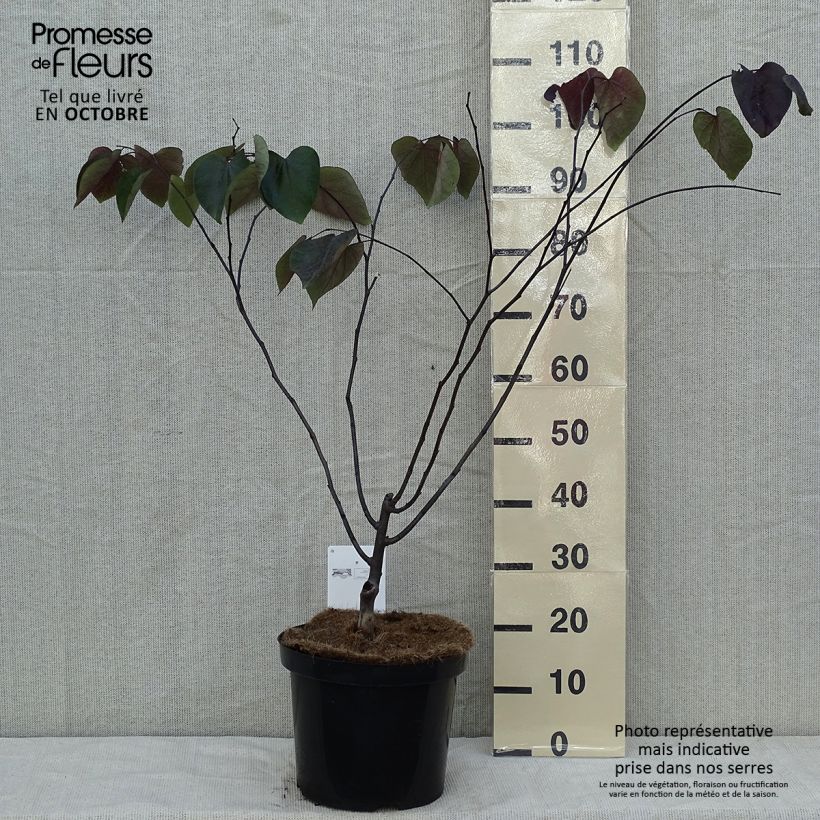 Esimerkki syksyllä toimitetusta Amerikanjuudaksenpuu Forest Pansy 7,5 litran / 10 litran ruukku-taimesta