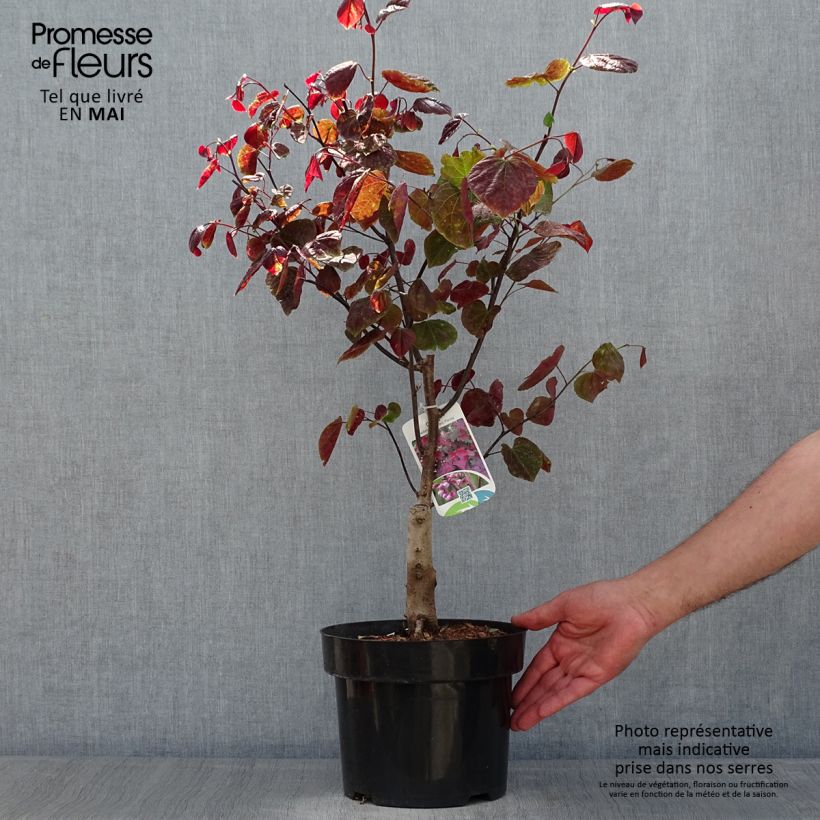 Example of Amerikanjuudaksenpuu Forest Pansy Pot de 4L/5L as you get in printemps