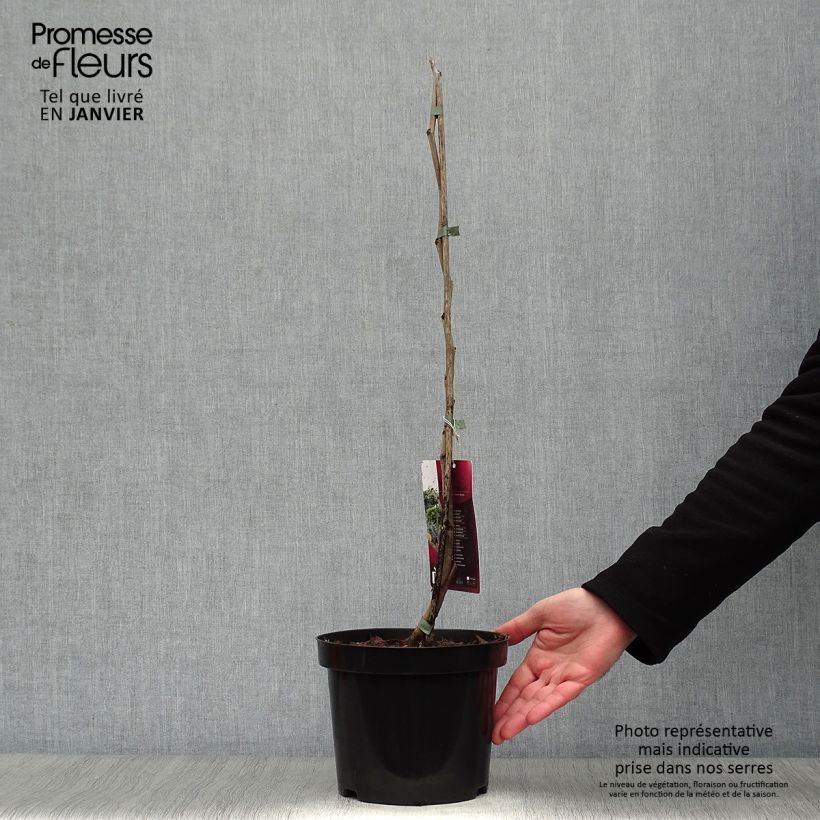 Esimerkki talvella toimitetusta Amerikanjuudaksenpuu Melon Beauty Pot de 4L/5L-taimesta