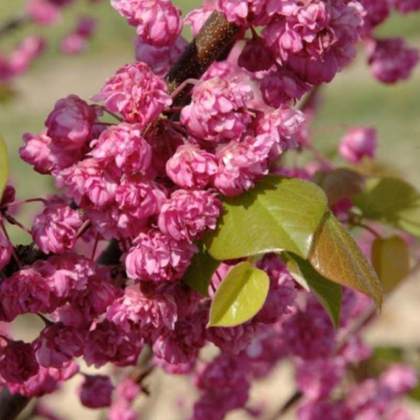 Amerikanjuudaksenpuu Pink Pom Pom's (Kukinta)