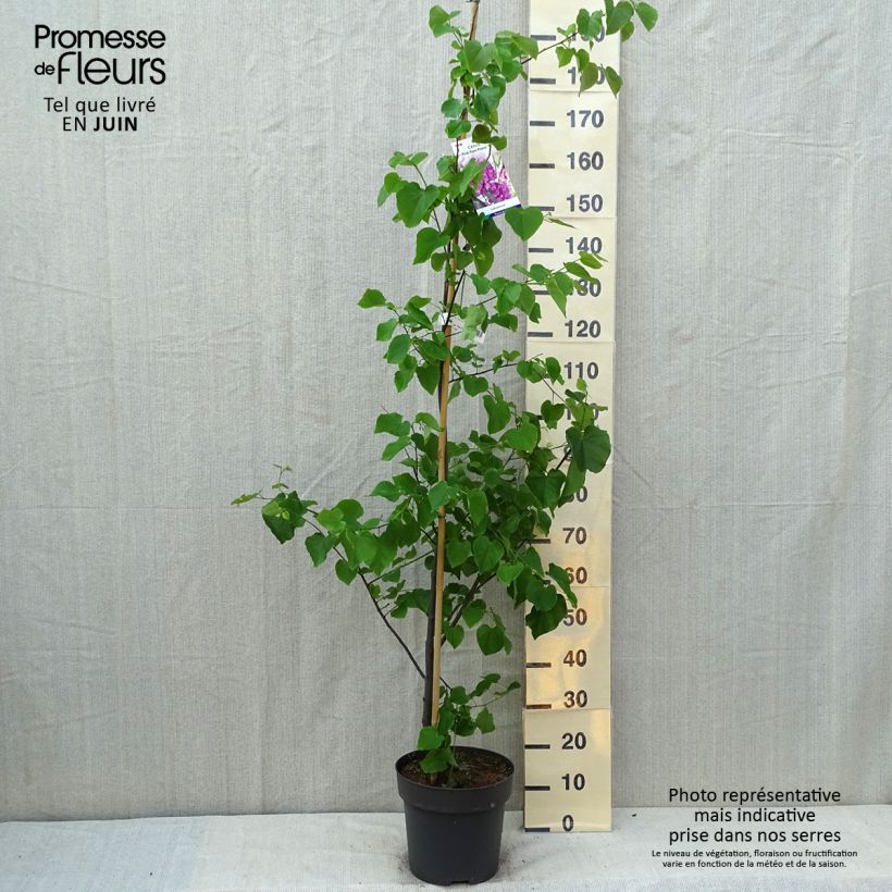 Esimerkki kesällä toimitetusta Amerikanjuudaksenpuu Pink Pom Pom's Pot de 7,5L/10L-taimesta